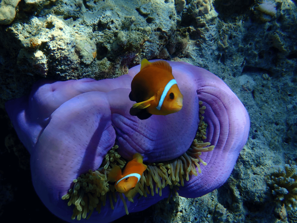 Eriyadu Maldives — photo 6