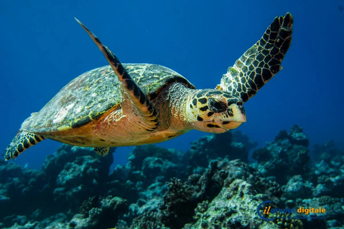 Dhigali Maldives — photo 12