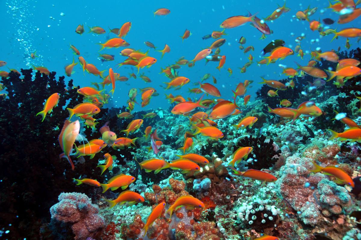 Dhigali Maldives — photo 9